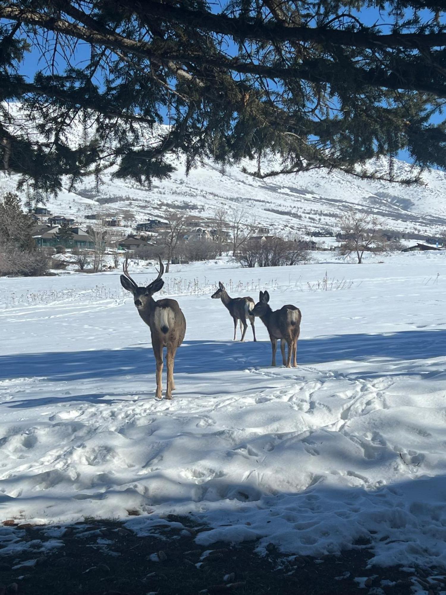 Wolf Creek Lodge Condo In Eden, Ut - Relaxing Mountain Retreat Luaran gambar